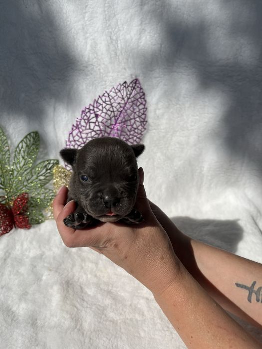 Американской булли