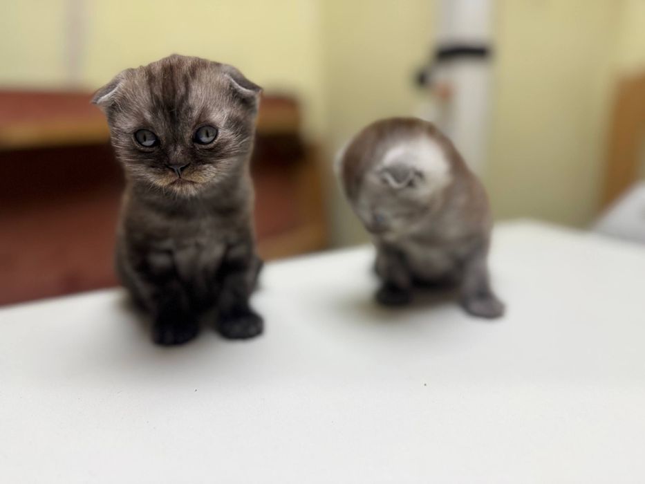 Продам котят Скоттиш Страйт