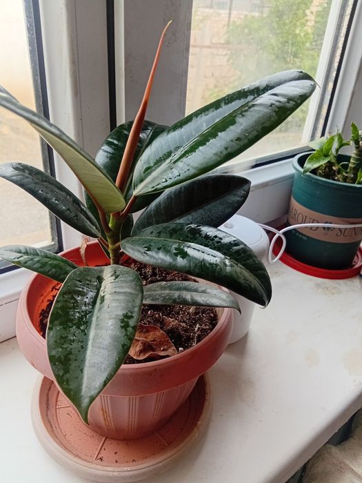 Бөлме    гүлдері