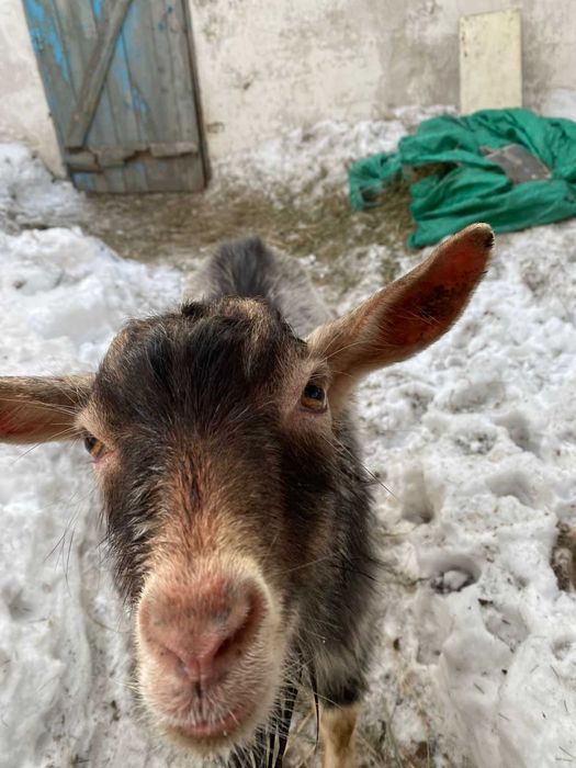 Продам молодого козлика