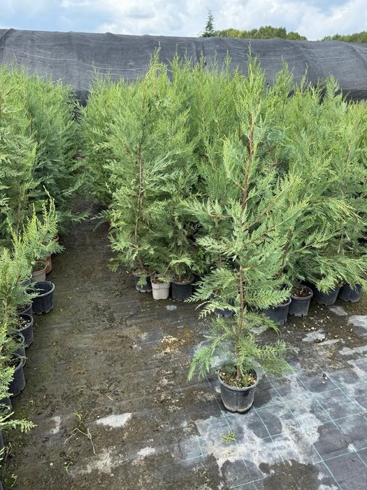 Catalpa globular  bambus