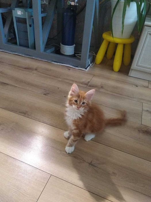 Котята Мейн-кун!!!