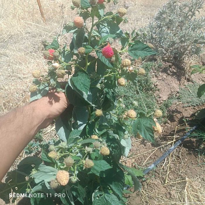 Малина Делнива, Маравилла, Энросадира, Полка, Полана