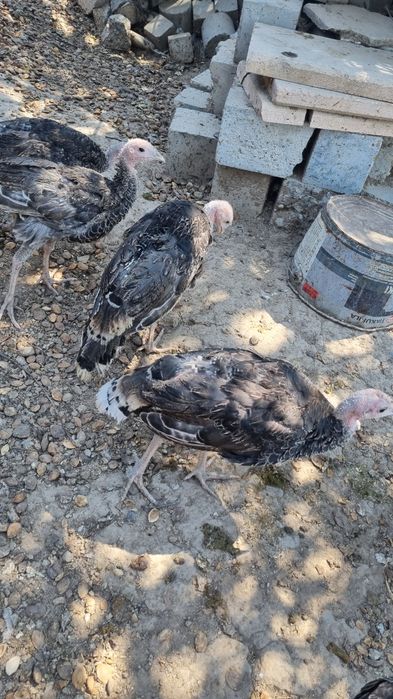 Индюки индюшки индюшата