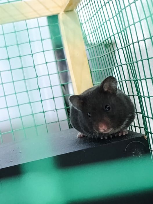 Хамяк сотилади Она бола