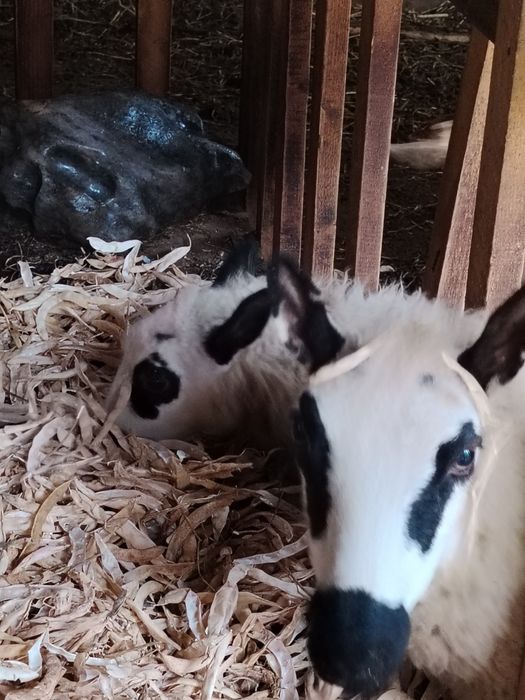 Oi Kerry hill, 2 mioare