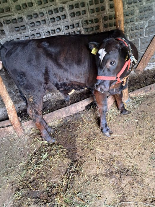Vând vițel cu vârsta de 5 luni rasa Angus