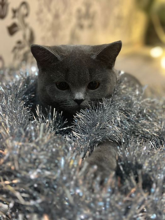 Плюшевая британка