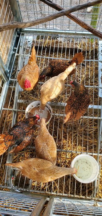 Pãsãri de curte,domestice