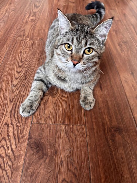 Котик ищет любящую маму