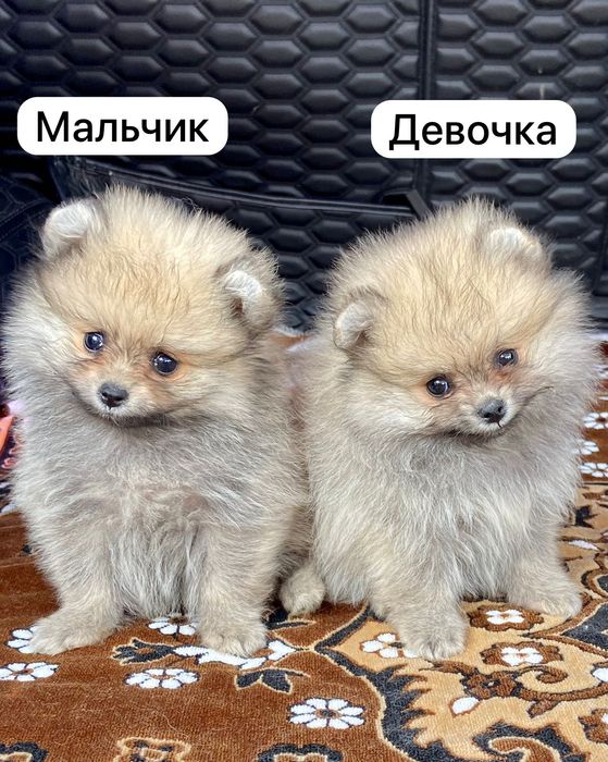 Продам Померанских Шпицов