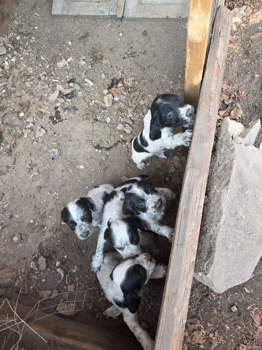 Русский сапиель.