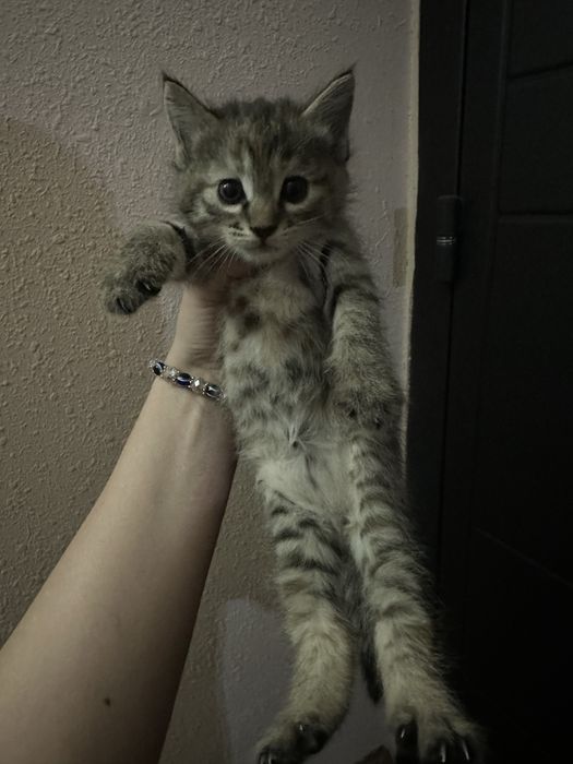 Отдам в хоршие руки
