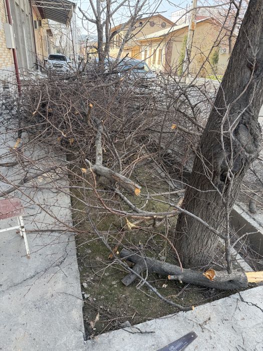 Otin утин мевли дарахт