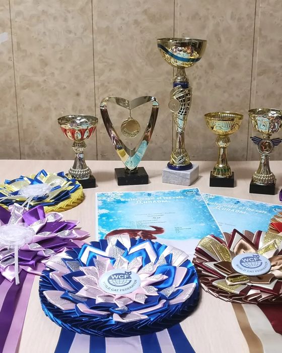 Шикарные котята Мейн-кун с документами