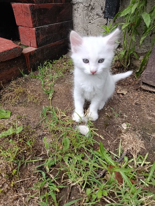Котета на 7 седмици