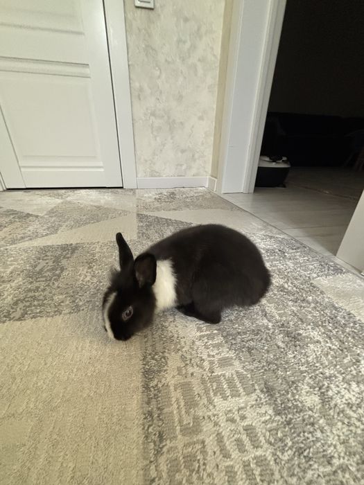 Продам декоративного кролика