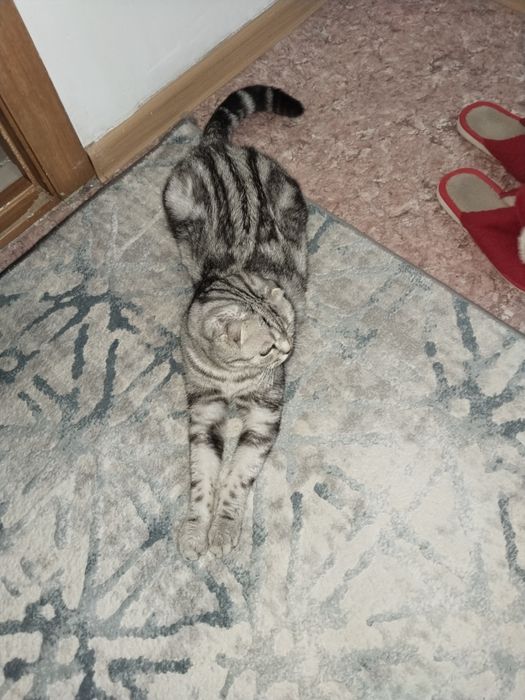Отдам в добрые руки кошечку