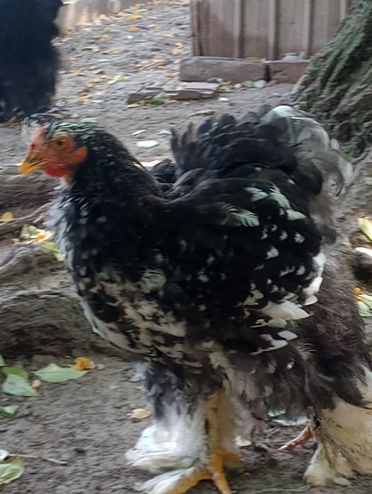 Vand cocosi si puici conchinchina urias
