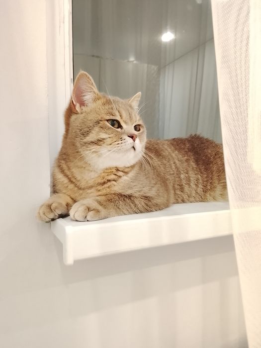 Котик британец в хорошие руки