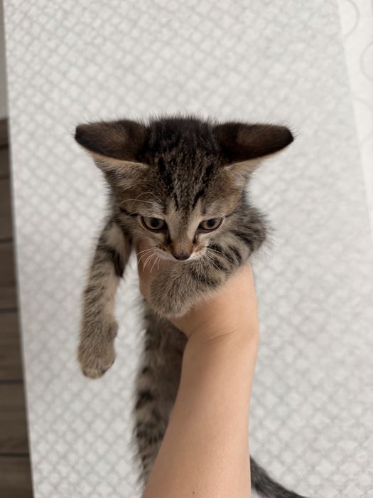 котенок ищет дом