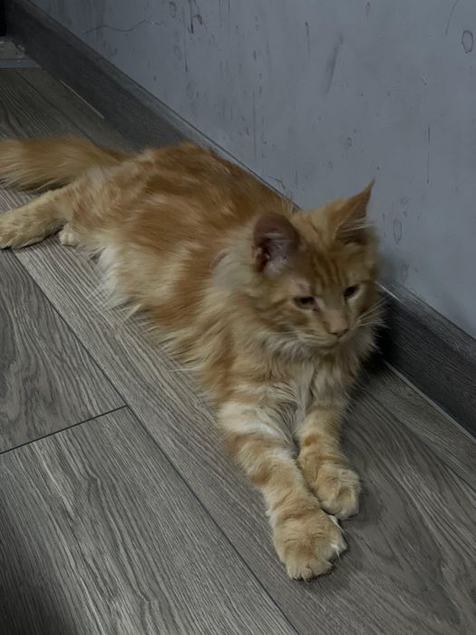 Продам Мейн-куна мальчика