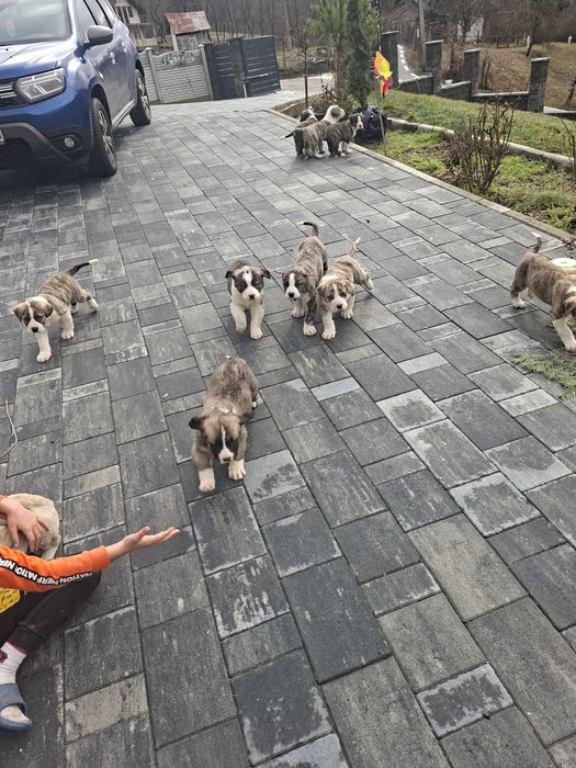 Ciobanesc asia centrala