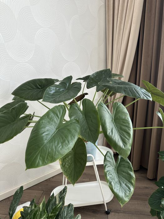 Алоказия  венти