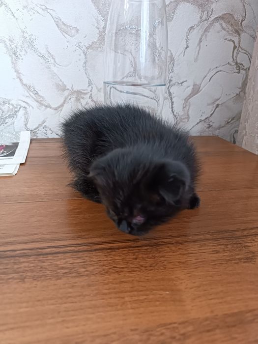 Отдам бесплатно вислоухих котят