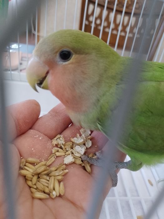 Ручной неразлучник.