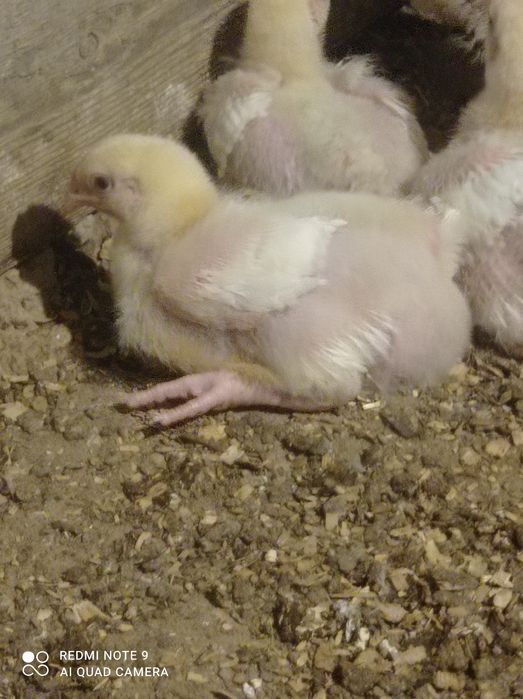 Бройлер подрощеный