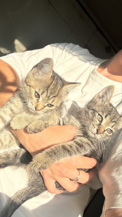 Отдам котят в добрые руки