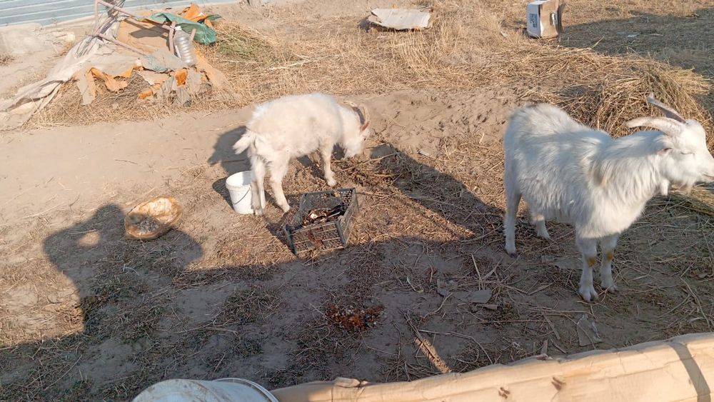 Срочно орыс теке сатылады