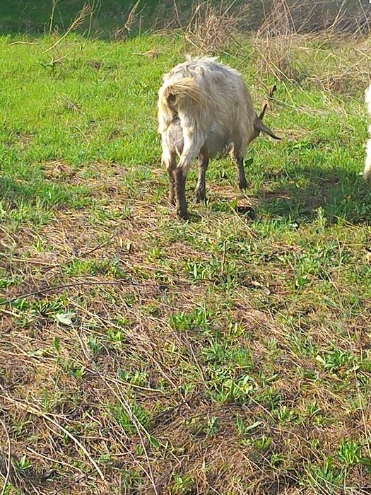 Vand capra tanara metis anglonubian