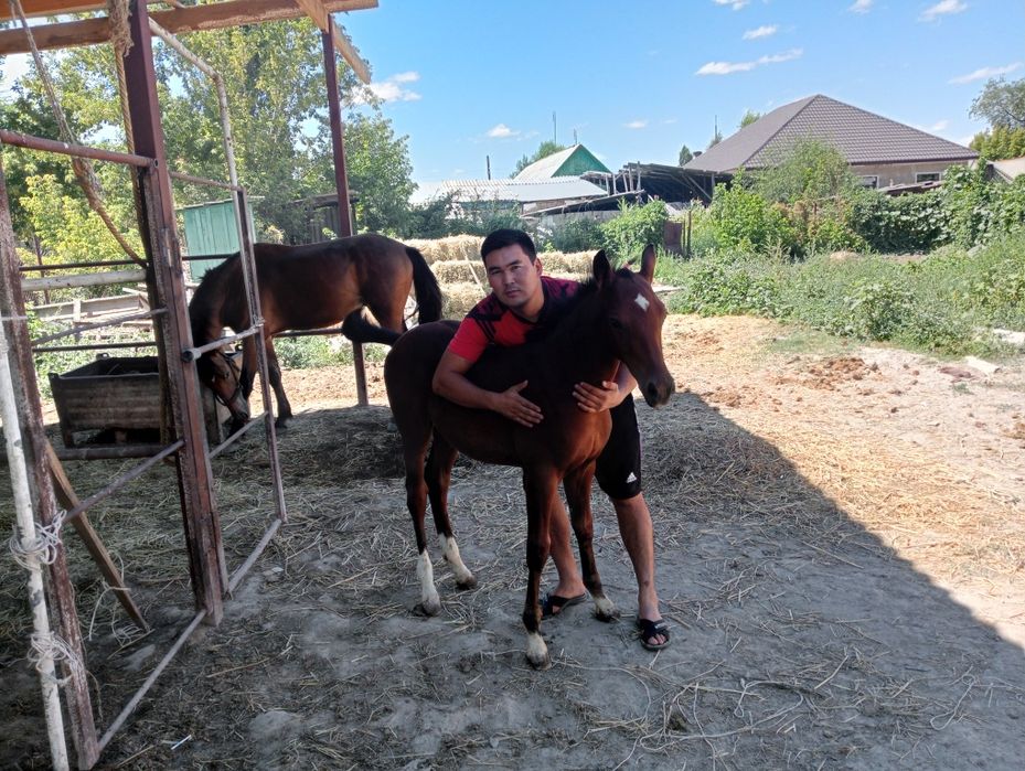 Таза қанды жылқлар