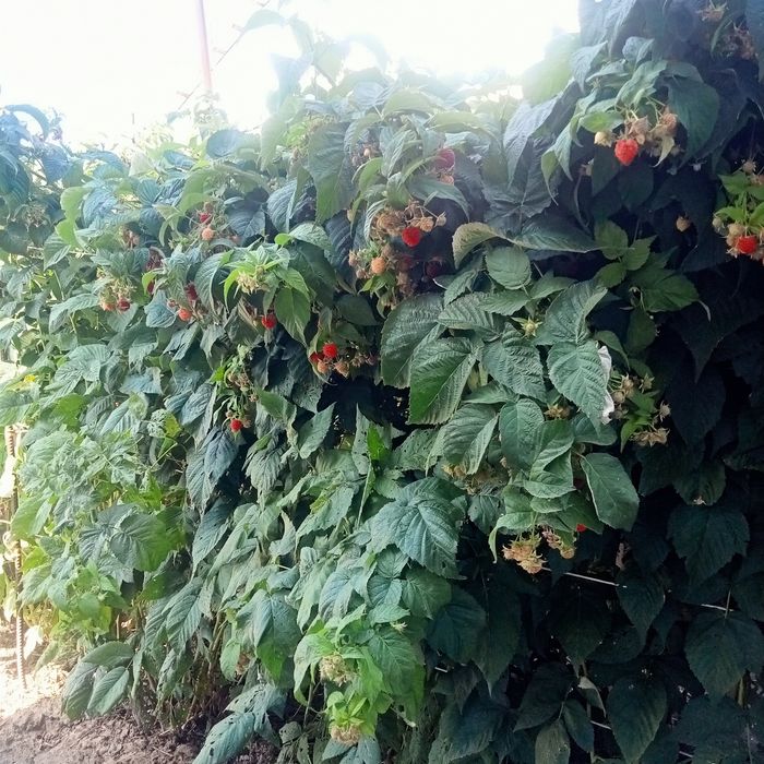 Малина саженцы  бабые лето