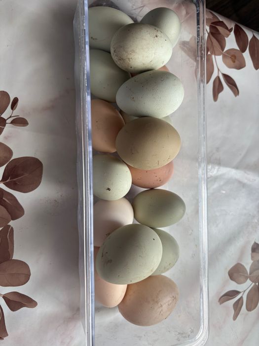 Oua pentru incubat