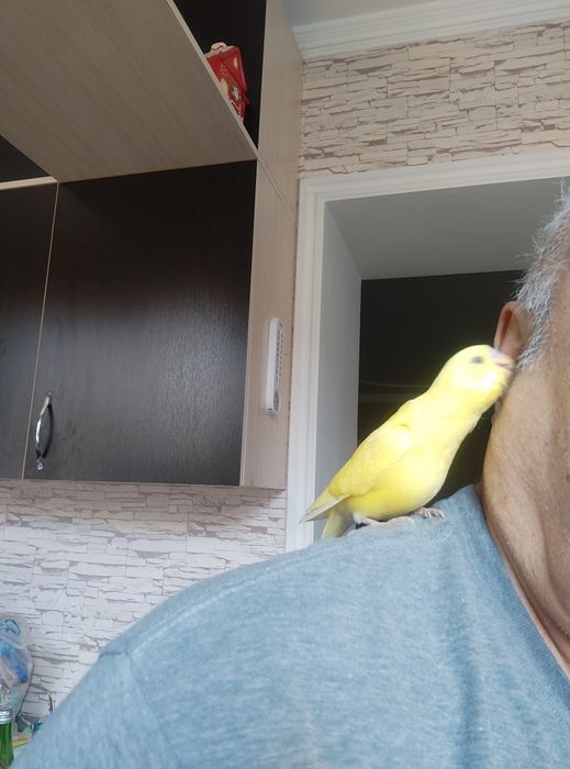 Говорящий ручной волнистик Тоша!