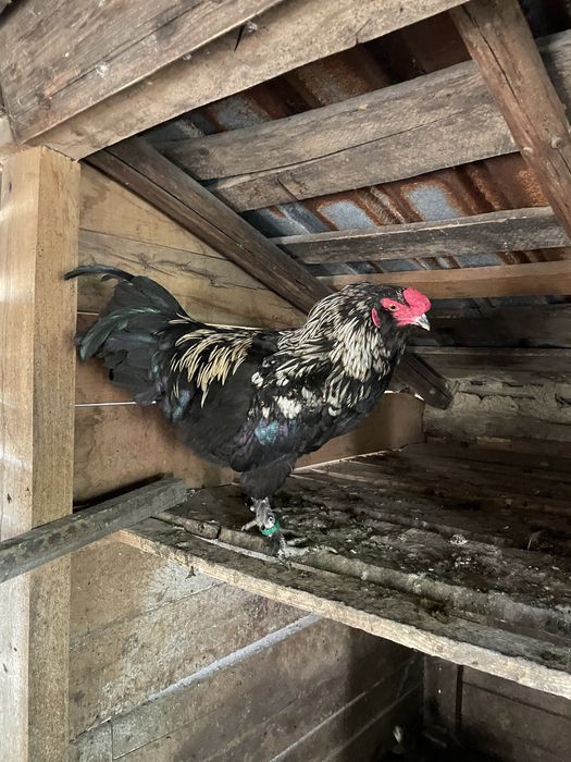 Disponibil cocos ameraucana (cu ou verde )