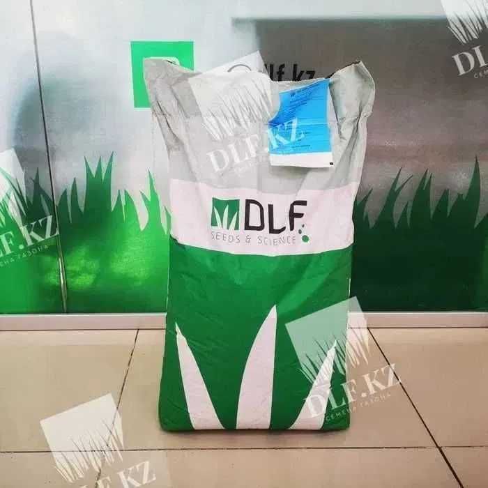 Белый клевер Караганда