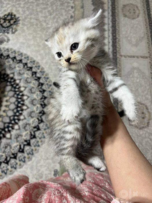 Породистые кошки