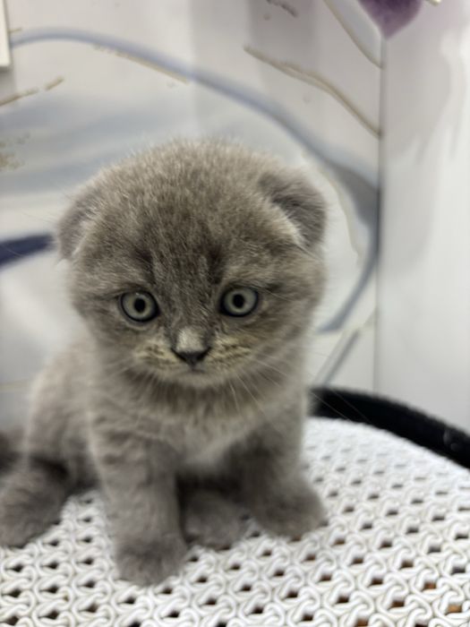 Продаются котята Скоттиш Фолд