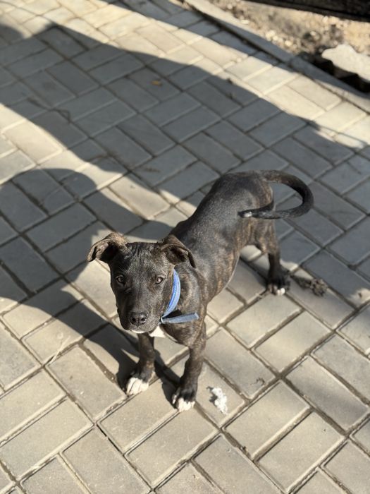 Питбуль 4месяцев торг есть