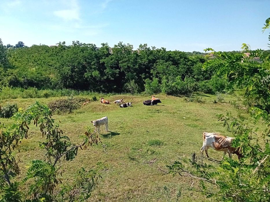 Vând Vaci și Viței din Iași, Belcești
