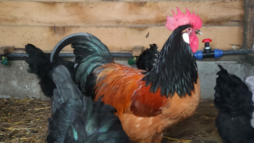 Familie vorwerk 4 găini/puicuțe+1 cocoș vand/schimb Wyandotte argintiu