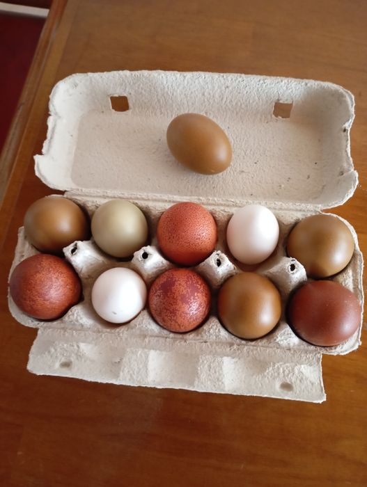 Vând oua "colorate"