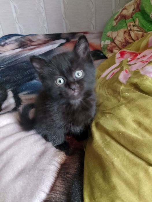 Отдам котят в добрые руки