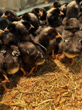 Pui de gaina de o saptamana