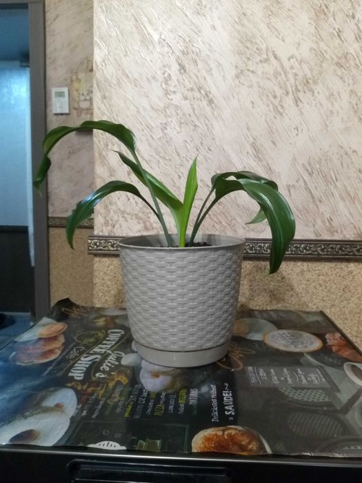 Продамкомнатные цветы