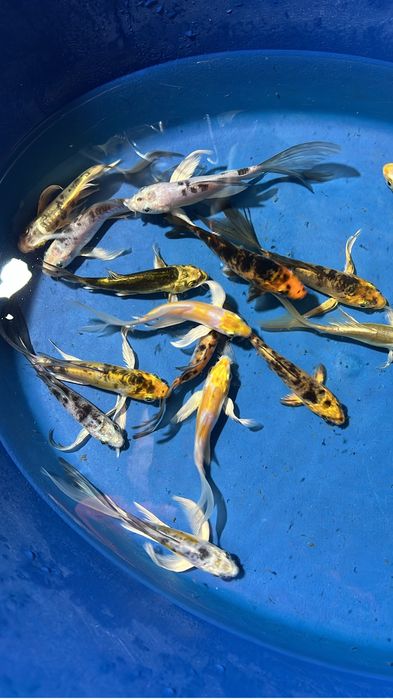 Карпы кои ,кометы